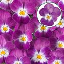 Afbeelding van Viola P9 kleinbloemig Purple rose whit face